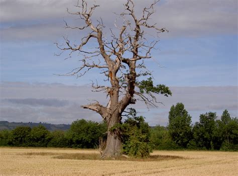 Dying Oak Tree © Rob Emms :: Geograph Britain and Ireland