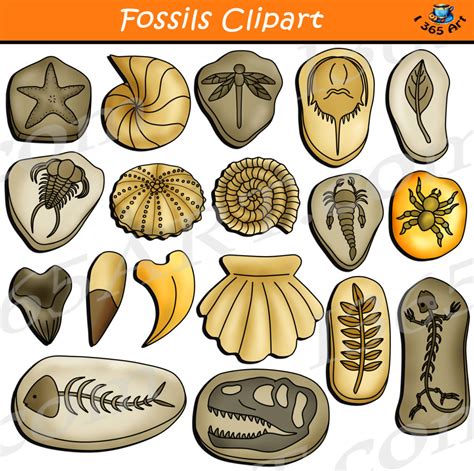 Fossils Clipart Download Earth Science - Clipart 4 School