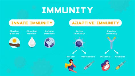 Innate vs Adaptive Immunity | Technology Networks