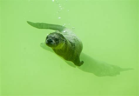 Friends on the Other Side | North American River Otters