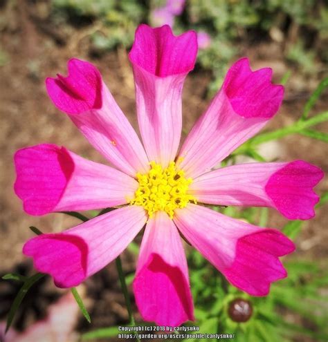 Cosmos: Plant Care and Collection of Varieties - Garden.org