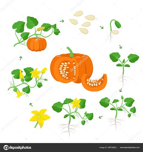 Pumpkin Plant Growth Stages