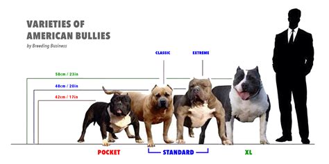 American Bully XL – Standard, Regimen, Bloodlines, Breeding & FAQ