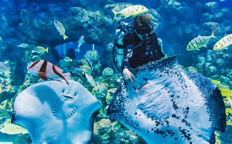 Cairns Aquarium's 11 Fascinating Zones You Cannot Miss!