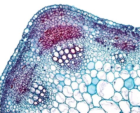 Herbaceous Dicot Stem Cross Section