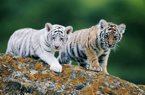 Bengal Tiger Cubs Images