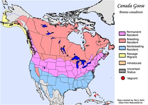 CANADA GOOSE MIGRATION PATTERN » Patterns Gallery