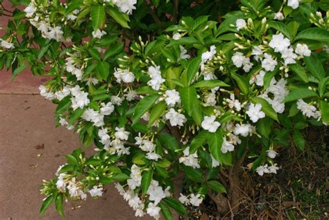 Crape Jasmine, Evergreen Flowering Bush for Lawns & Gardens