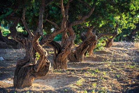 Mastic Tree Photograph by Emmanuel Panagiotakis