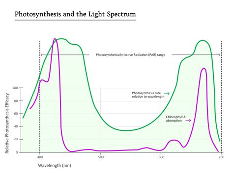 Grow Light Spectrum and Photosynthesis - BoulderLamp, Inc.