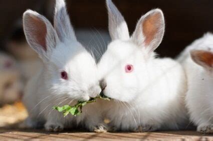 Why Do White Rabbits Have Red Eyes? (Albinism) — Rabbit Care Tips