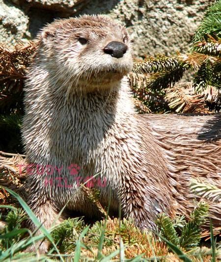 Awwww It's A Japanese River Otter! So Cute! AND declared extinct in ...