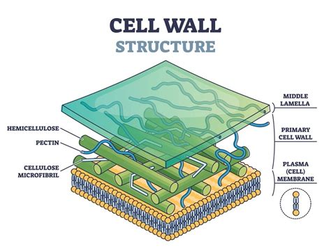 Eukaryotic cell wall: Structure, chemical composition, and function