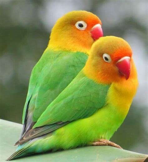 Sager 💙 on Twitter | Love birds pet, Pet birds, Beautiful birds