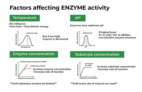 Factors Affecting Enzyme Activity - GeeksforGeeks