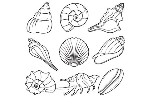 Seashells clipart, Seashells Transparent FREE for download on ...