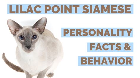 Lilac Point Siamese Cat Personality – Behavior, Traits, Photos & Facts!