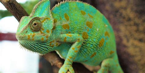 Veiled Chameleon | Care Center | Galápagos Reptile Gear