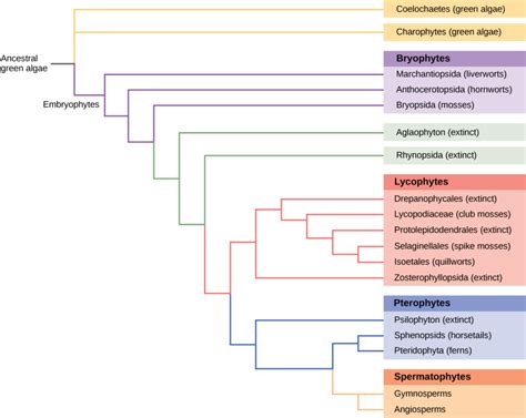 Evolution of Seed Plants | Biology for Majors II