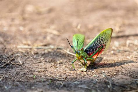 Grasshopper Wings Stock Photos, Pictures & Royalty-Free Images - iStock