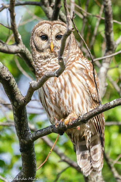 Pin by Cherie Bose on Birds | Nocturnal birds, Barred owl, Owl