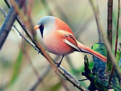 Colorful Bird Perched Wallpaper - Free HD Bird Downloads