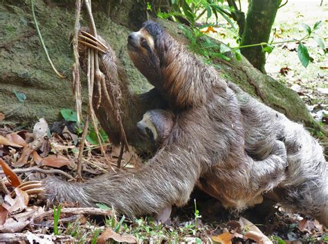 Baby Sloths: Everything you always wanted to know - Sloth Conservation