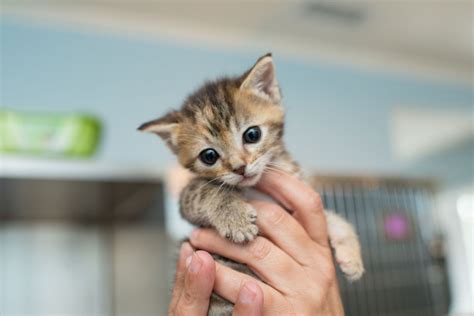 Cat Care - Kitten Rescue