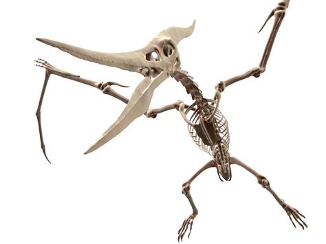 3D model Pteranodon Skeleton Cute VR / AR / low-poly | CGTrader