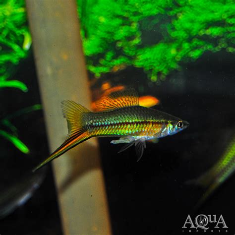 Wild Type Green Swordtail (Xiphophorus hellerii) - Aqua Imports