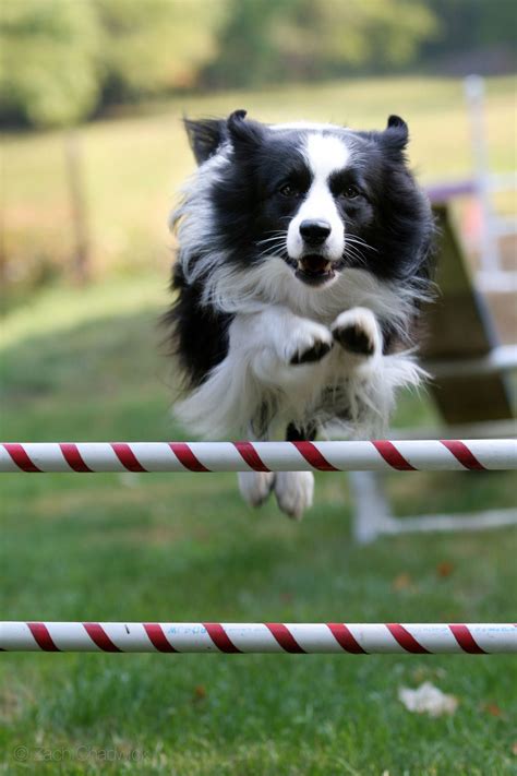 Border Collie Agility (With images) | Border collie dog, Training your ...