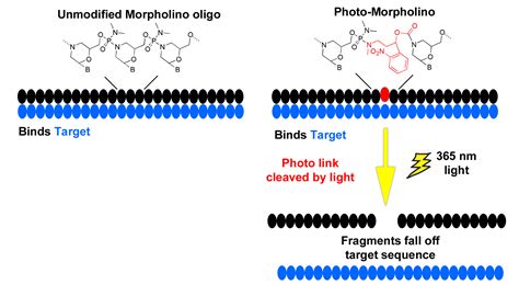 Photo-Morpholinos | Gene Tools, LLC