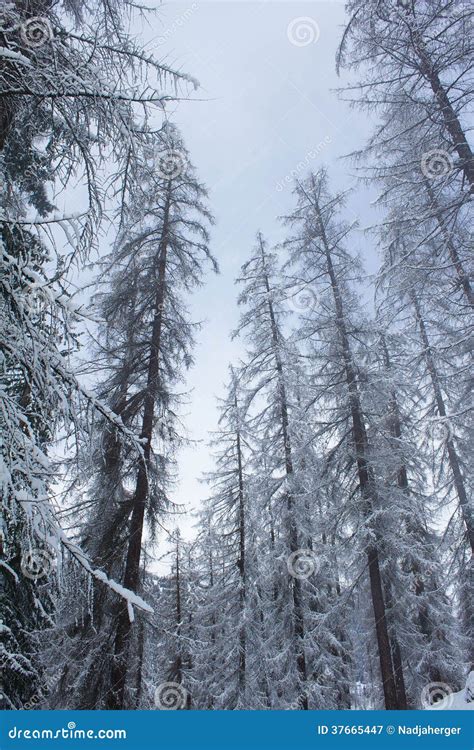 Trees in winter stock image. Image of winter, blue, switzerland - 37665447