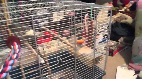 Budgie Diet *Requested* - YouTube