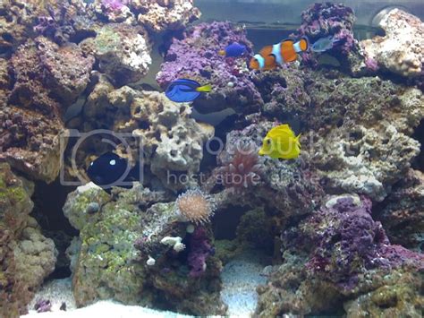 The Blue Damselfish? | The Reef Tank