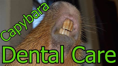 Capybara Dental Care - YouTube