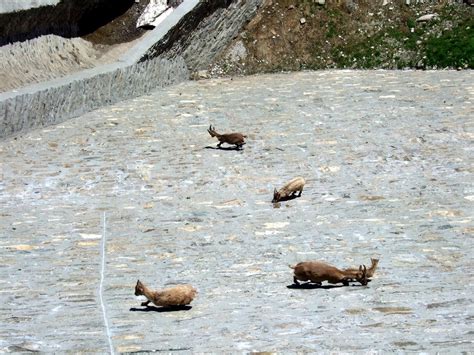 The Dam Climbing Alpine Ibex | Amusing Planet