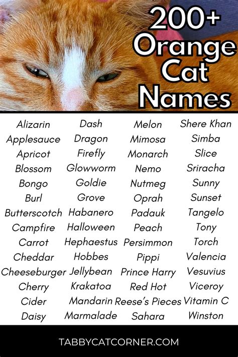 200+ Best Catchy Orange Cat Names in 2024