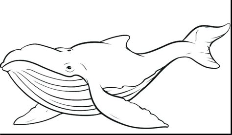 Whale Drawing For Kids at GetDrawings | Free download