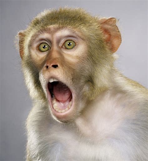 Funny Animals: Surprised Monkey Photos