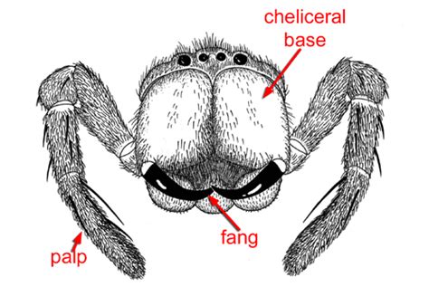 The fangs of spiders are distinctive modifications of the arachnid ...