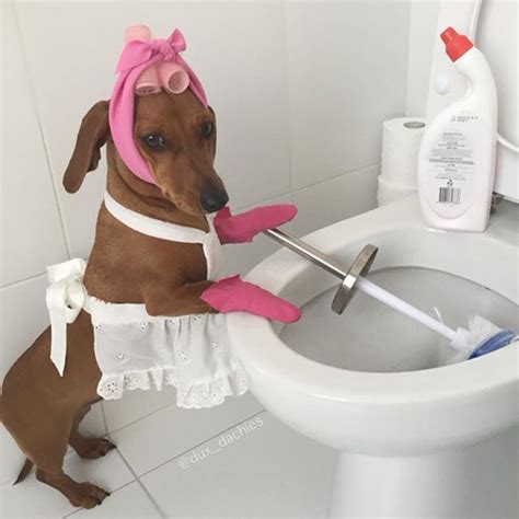 Reuben ️Sadie (Dachshund Love) on Instagram: “Sadie the Cleaning Lady ...