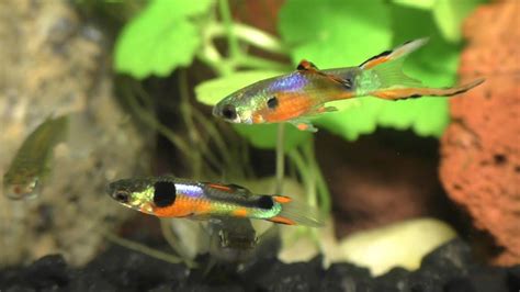 Breeding Displays of the Endler / Guppy Hybrid - YouTube