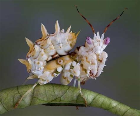 Crazy-Looking Exotic Insects