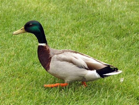 Mallard duck Free stock photos in JPEG (.jpg) 1280x974 format for free ...