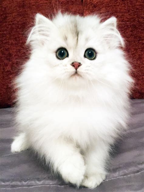 Persian Cats For Sale | Cape Coral, FL #252152 | Petzlover