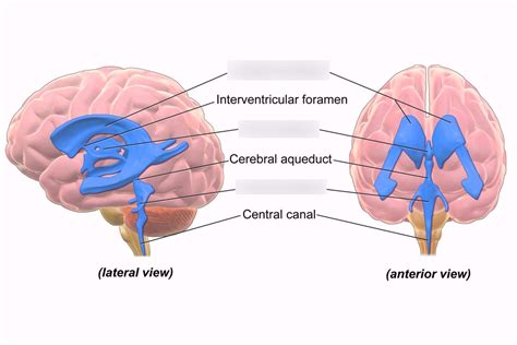 The Brain (Brain Stem, Cerebellum, Ventricles) Diagram | Quizlet