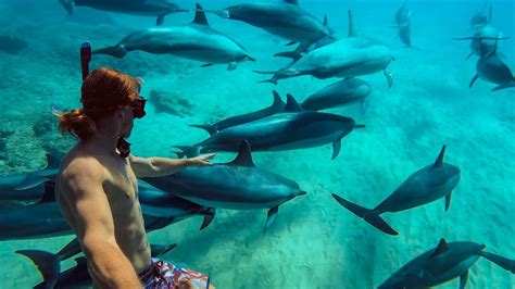 Swimming with Dolphins in Hawaii! | MicBergsma - YouTube