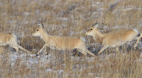 Marcel Huijser Photography | Asian wildlife: Mongolian gazelles ...