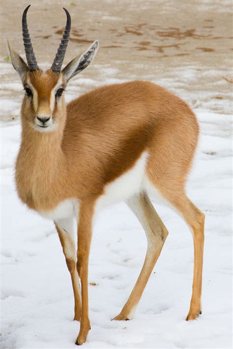 Dorcas gazelle (Gazella dorcas) | Horns | Desert animals, Animals ...